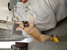 Is my puppy growing to fast! HELP!