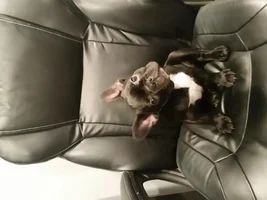 meet Rocco