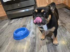 New to Frenchies