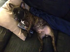 November Frenchie of the Month Contest ~ENTER HERE~