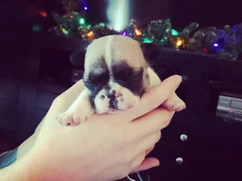 Holly Jolly Frenchie of the Month ~ 4 Paw members please vote :)