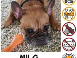 ~Milo~French Bulldog Available for Adoption in Washington