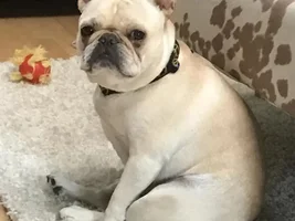 4 Paw Members, Please VOTE NOW!  Turkey Leg contest