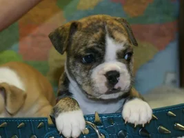 Deposit Placed - now questioning if it's full bred