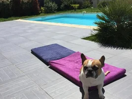VOTE NOW!! April SMILING FRENCHIES Contest