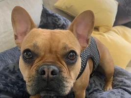 My frenchie looks different than others. Worried about underlying health issues. Asking for advise!