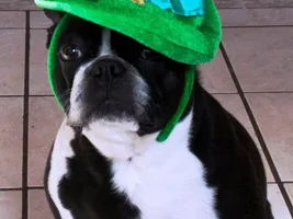 Happy St. Patrick's Day!