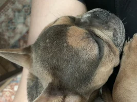 Small Bald Spots on Head?