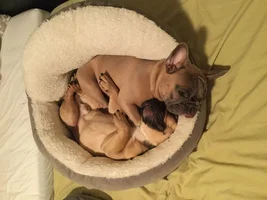 Lovebirds! Let's See Those Frenchie "Couples"