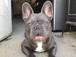 Blues!! Post pics of your blue frenchie!!