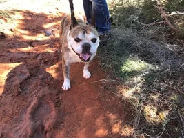 Buster The Trail Dog II