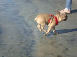 Frenchie Meet up group event this weekend Dec 1st