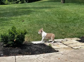 Meet my new puppy