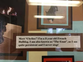 Cheli - Featured Pet at our vet office