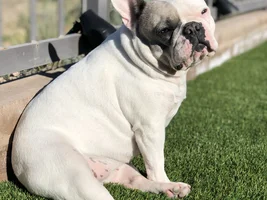 ~ENTER HERE~ November Frenchie of the Month "TURKEY LEG" Contest