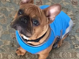 Frenchies and sunglasses