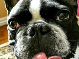 Tongue Roll