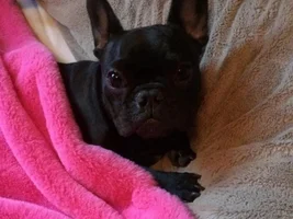 VOTE NOW!!!  August 2016 Sleepy Frenchies Contest
