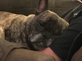 4 PAW MEMBERS!!!!   Please vote for your favorite FRENCHIE FACES!