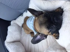 New Frenchie Parents!  Meet Leo - and a potty training question...