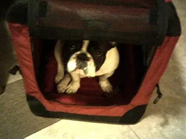 November Frenchie of the Month Contest ~ENTER HERE~