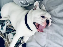 VOTE NOW!!! Smiling Frenchies ~ Frenchie of the Month