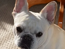 ~ENTER HERE~ March Frenchie of the Month ~ Frenchie Faces