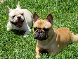 ~PLEASE VOTE~ Frenchie of the Month Contest "SMILING FRENCHIES"