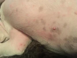 12 week old Frenchie possible allergy?! HELP