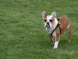 Hi -- here is Cheli