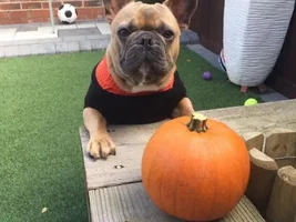 4 PAW MEMBERS!!! Please VOTE for your favorite October Frenchies!!