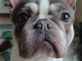 🥇 February 2025 - French Bulldog Photo of the Month