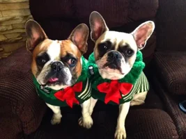 Holly Jolly Frenchie of the Month ~ 4 Paw members please vote :)