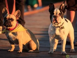 Muffin - sweet bulldog from Russia :)