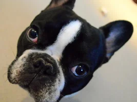 Big head