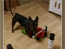 ~ENTER HERE~ December HOLLY JOLLY Frenchie of the Month Contest