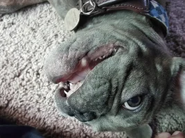 ~ENTER HERE~ October Frenchie of the Month - TOOFS AND FANGS -