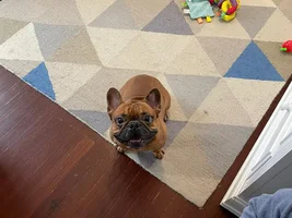 French Bulldog with Aural hematoma - Vet suggests surgery.