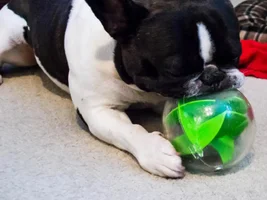 Tough toys review