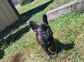 📷 Please submit a photo for the French Bulldog News Header & Logo!