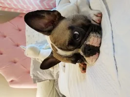 ~ENTER HERE~ August Frenchie of the Month ~ LAZY FRENCHIES ~