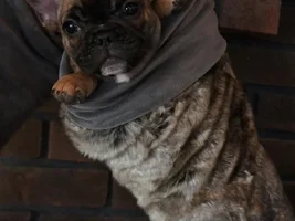 Pet Insurance- which is best