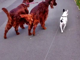 Buddies