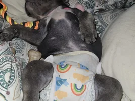 Hi 👋 I recently received a 15 week old Frenchie. She is adorable and I am very much in love with her