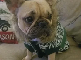 4 PAW MEMBERS!!  Please VOTE for your favorite FROZEN FRENCHIES!
