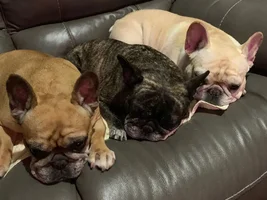 National bulldogs are beautiful day 2020