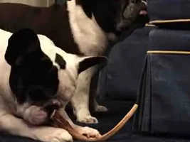 2015 Secret Santa Paws Sharing Thread