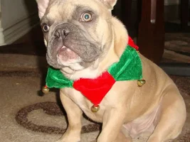 trying to get a santa hat photo....
