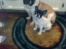 Help! How to determine which puppy to pick