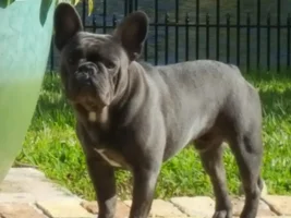 You ate our puppy!!!  (then and now pics)